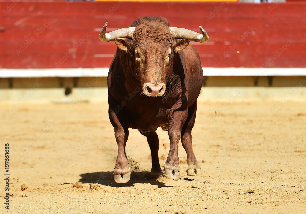 toro rojo