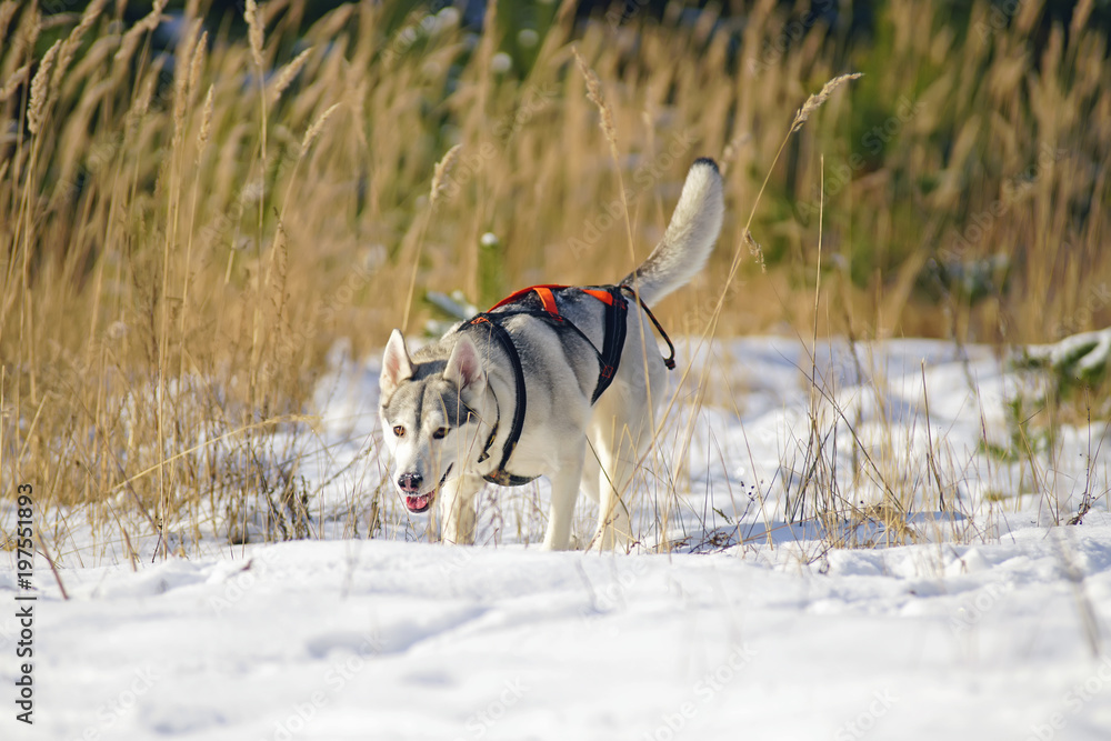 Grey and white Siberian Husky sled dog walking on a snow wearing a collar and a harness