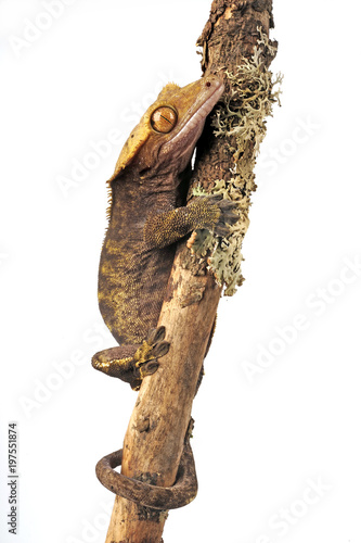 Neukaledonischer Kronengecko (Correlophus ciliatus) - Crested gecko photo