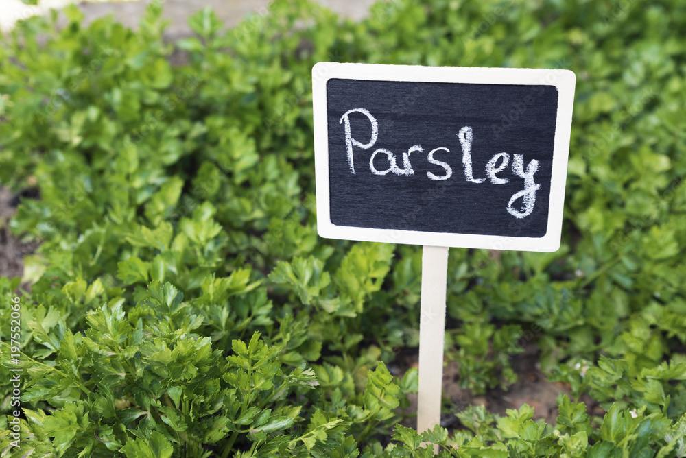 Signboard Parsley in a garden