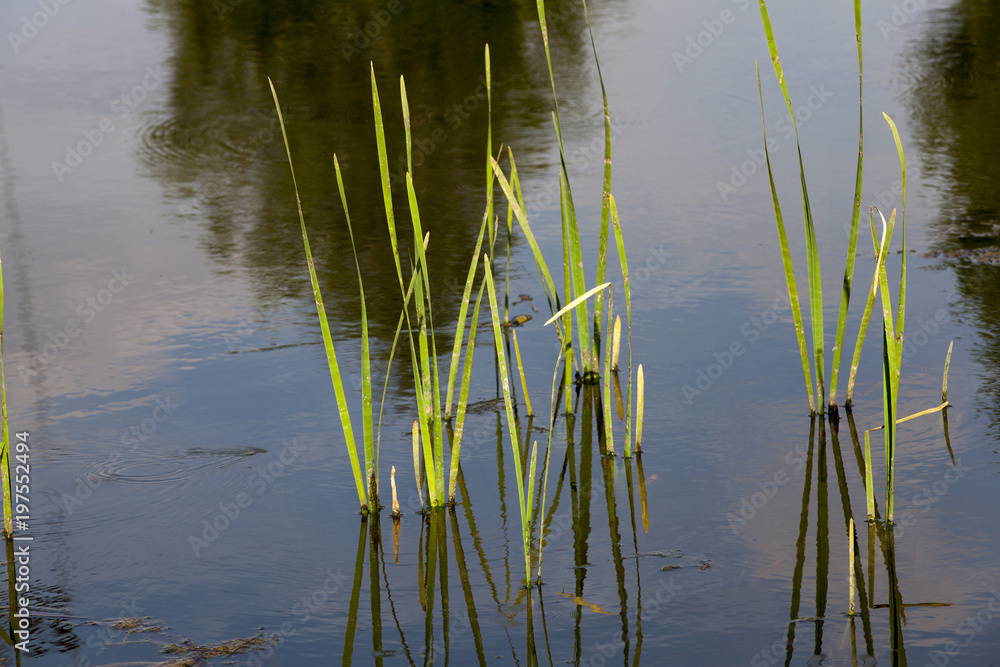 growing in the water growing in the water