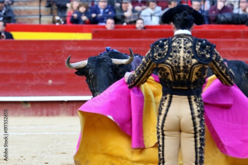 bull in spain