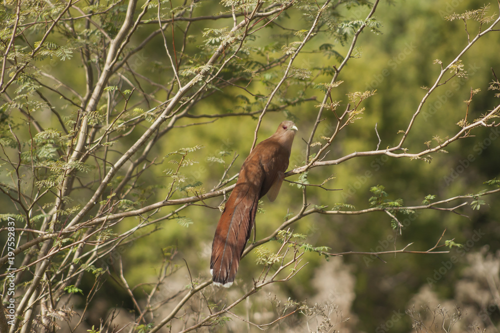 Piaya Cayana bird in a branch of tree. Green soft background. Frei Rogério, Santa Catarina / Brazil