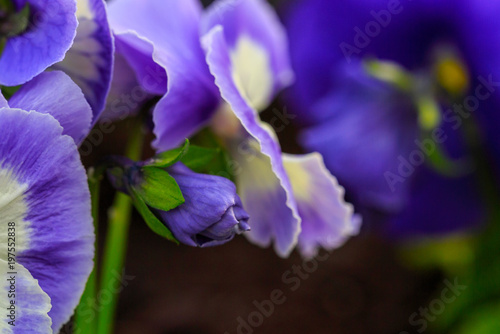 Viola cornuta  tufted pansy.  Colorful flowers of violets