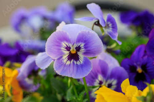 Viola cornuta, tufted pansy. Colorful flowers of violets