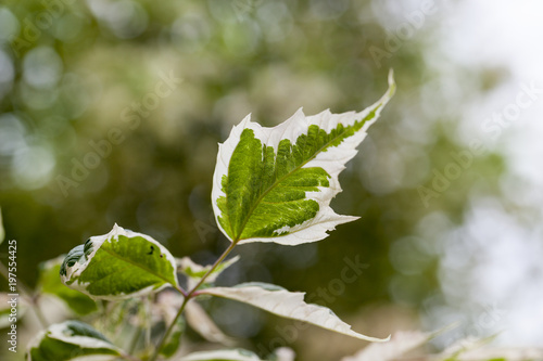 white deren photo