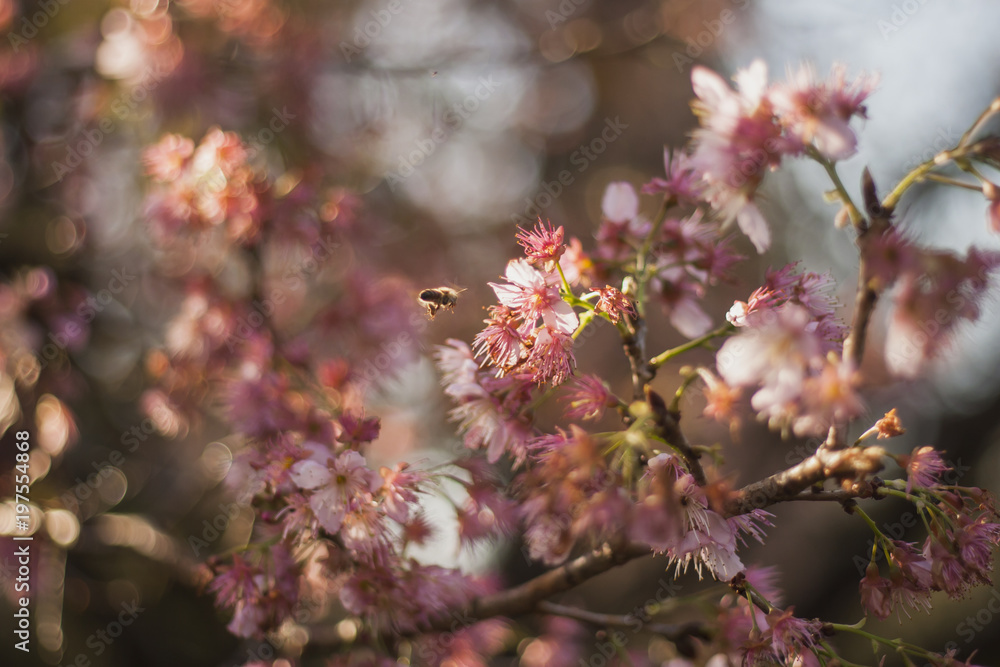 Cherry tree blossom. Cherry flowers blooming and bee flying through a sun ray. Sakura Matsuri park and festival. Frei Rogério, Santa Catarina / Brazil Cherry tree blossom. Cherry flowers blooming and bee flying through a sun ray. Sakura Matsuri park and festival. Frei Rogério, Santa Catarina / Brazil