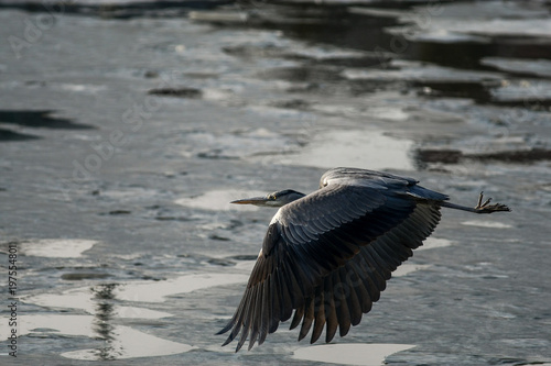 gray heron - a species of large water bird with a slender figure with a long curved neck