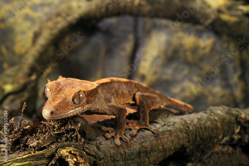Neukaledonischer Kronengecko (Correlophus ciliatus) - Crested gecko  photo