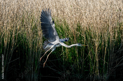 gray heron - a species of large water bird with a slender figure with a long curved neck