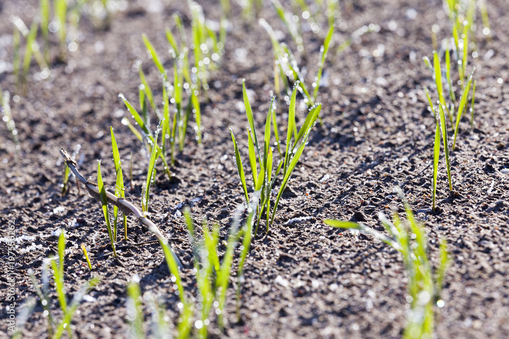 new crop of wheat new crop of wheat
