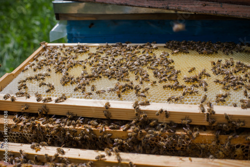 Many bees are on the frame. Honey frame. Frame with honey and sealed brood.