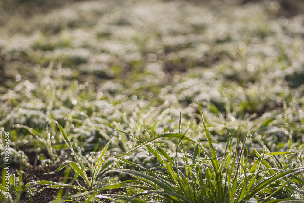 Fototapeta premium Frozen grass early in the morning. Frei Rogério, Santa Catarina / Brazil