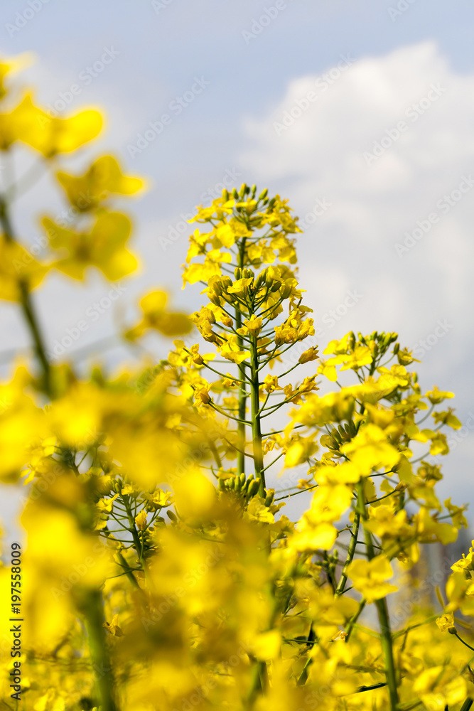 rapeseed field