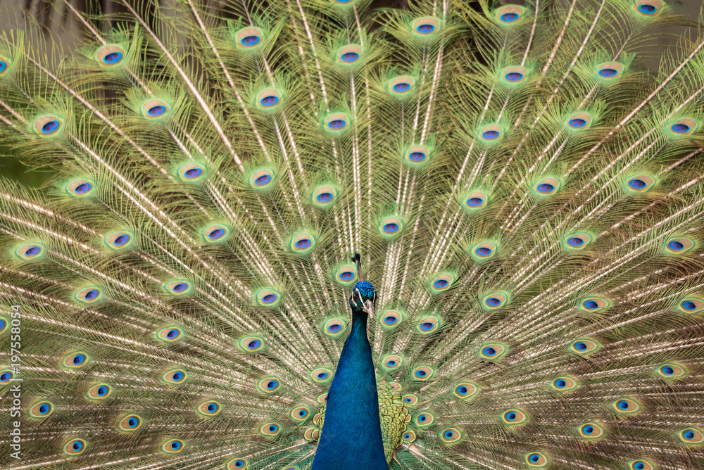 Fototapeta premium The Indian peafowl or blue peafowl
