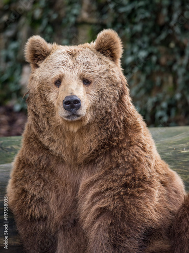 The brown bear looks at me