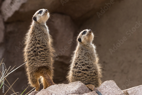 Two meerkats or suricates look upwards © Brambilla Simone