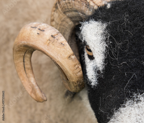 Horned Swaledale sheep: English country fair prizewinner