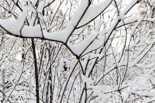 trees covered with snow