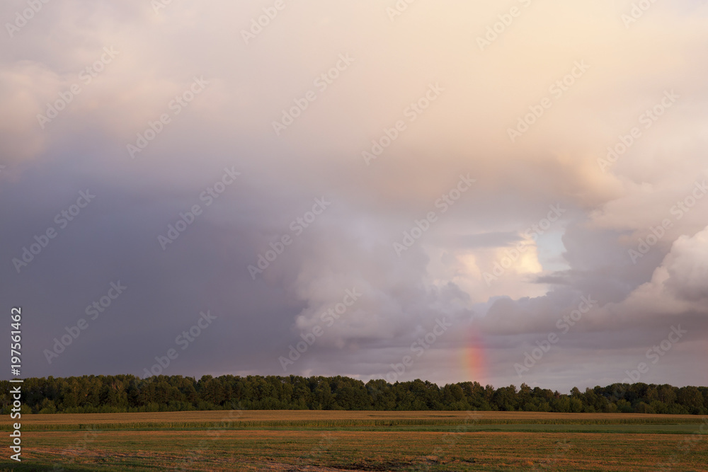 Fototapeta premium rainbow over forest