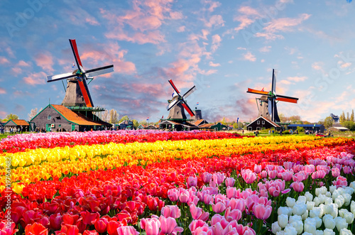 Landscape with tulips, traditional dutch windmills and houses near the canal in Zaanse Schans, Netherlands, Europe
