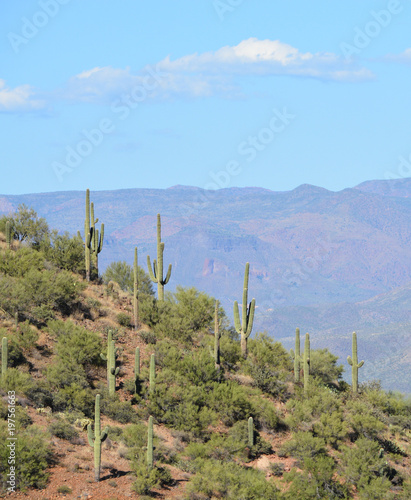 Saguaro Cactus in Tonto National Forest