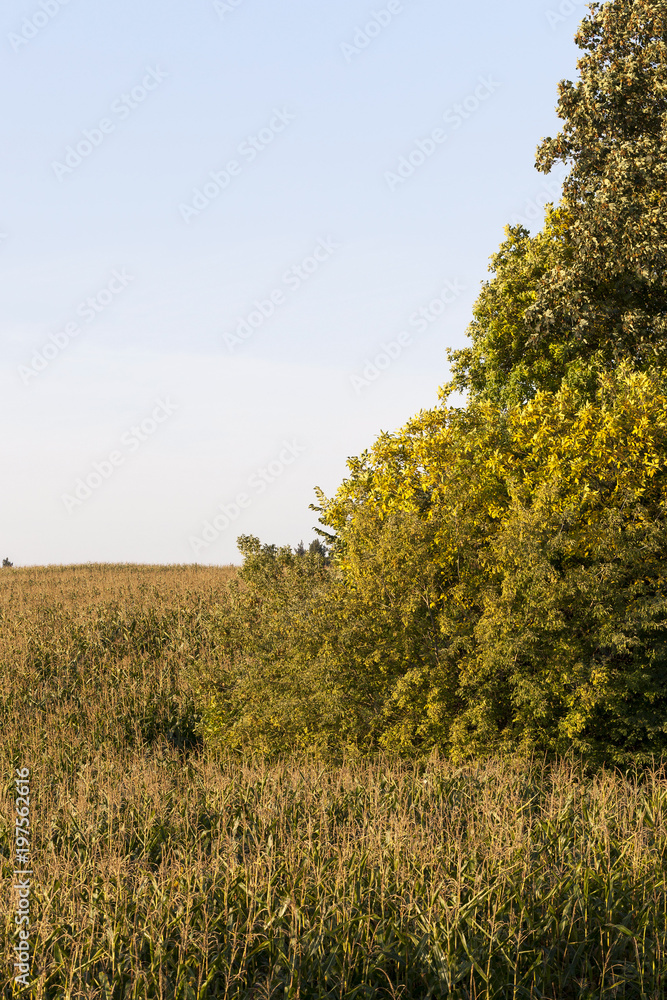 Fototapeta premium yellowed tree and corn