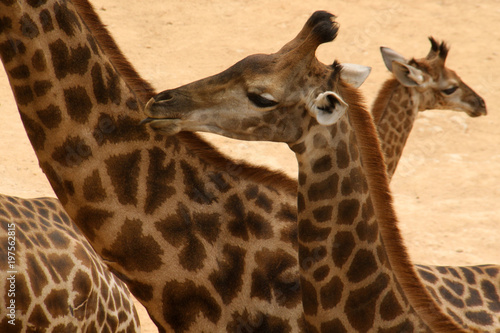 Photography A baby Giraffe