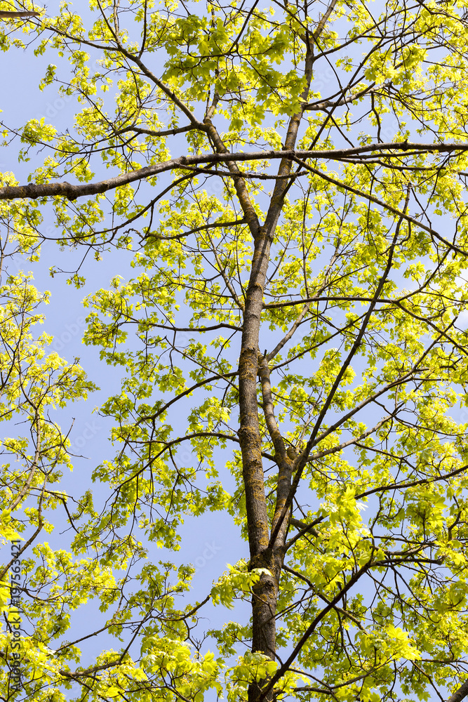 Obraz premium first foliage