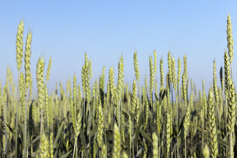 Fototapeta premium smooth green stems wheat