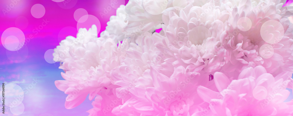 Surrealism Banner bouquet of white chrysanthemums on pink Vintage background.