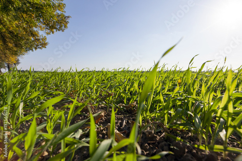 beautiful young wheat