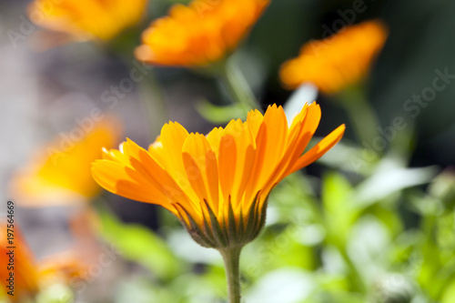 orange calendula