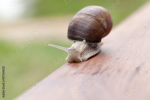 grape snail