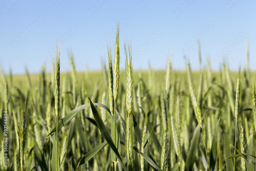 Agricultural field on which grow immature cereals, wheat Agricultural field on which grow immature cereals, wheat