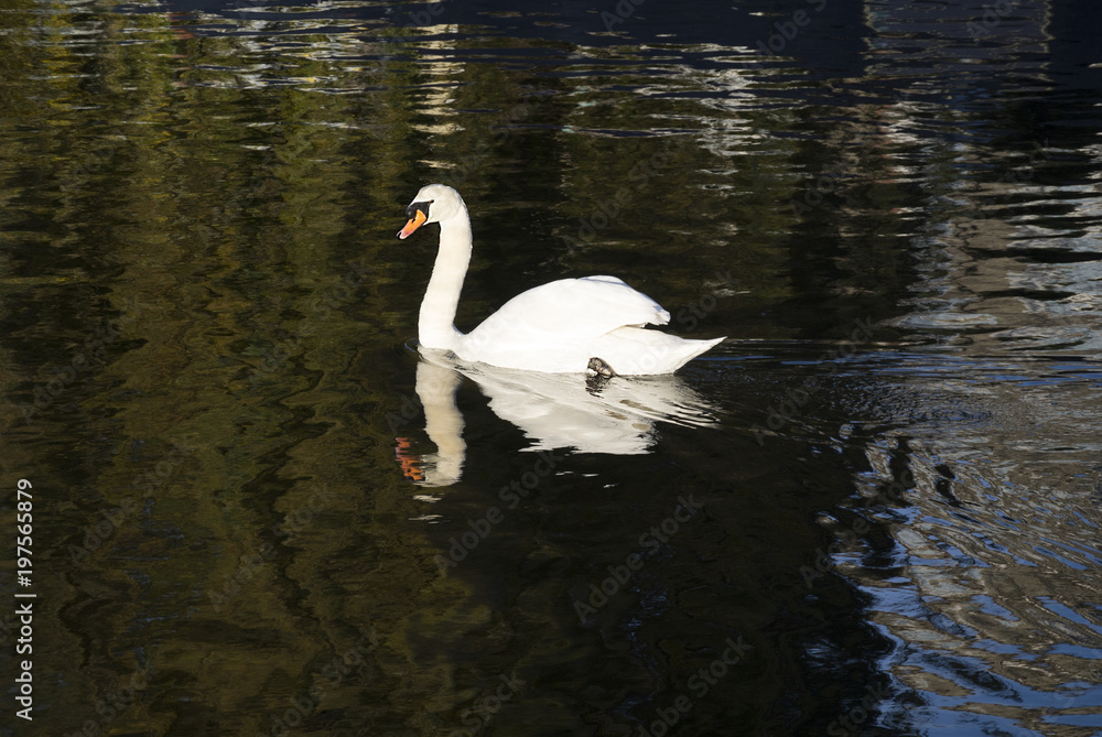 Naklejka premium a flock of swan diving in England