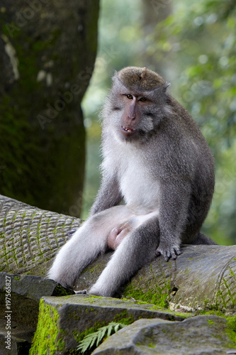Long-tailed macaques in Sacred Monkey Forest in Ubud, Bali © Andrey