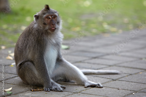 Long-tailed macaques in Sacred Monkey Forest in Ubud  Bali