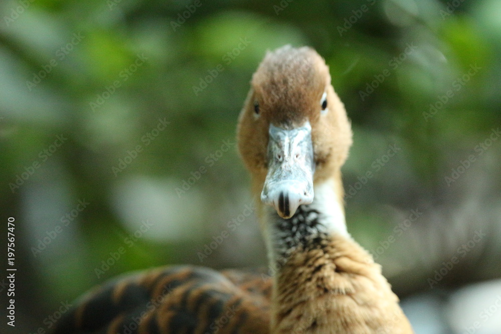 Portrait of a Brown Duck / Florida Birds and wildlife Portrait of a Brown Duck / Florida Birds and wildlife