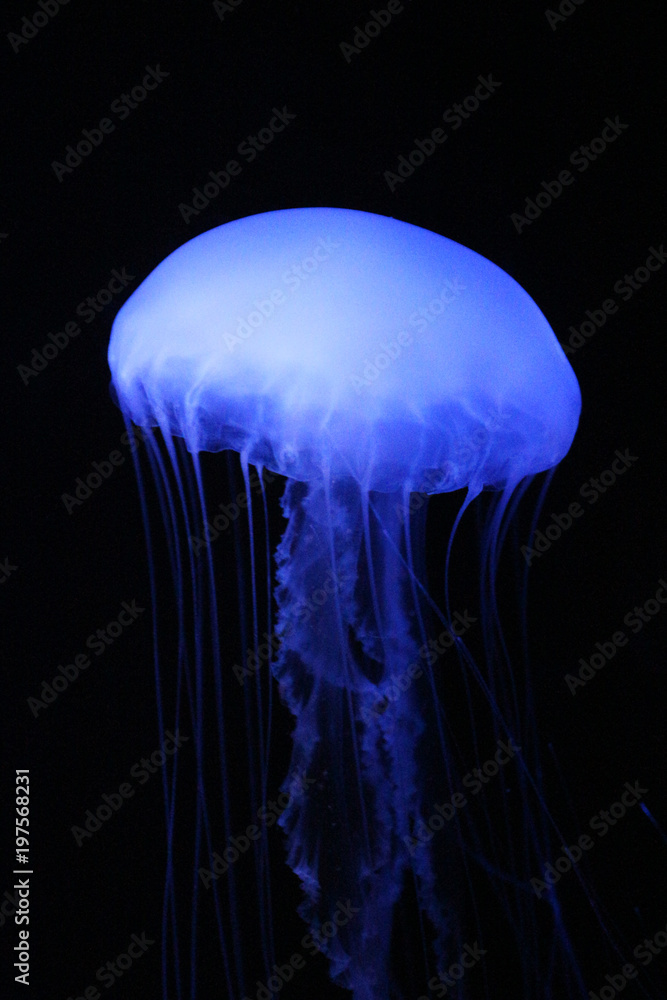 Dangerous Sea Life / Blue Jelly Fish the Atlantic sea nettle Dangerous Sea Life / Blue Jelly Fish the Atlantic sea nettle