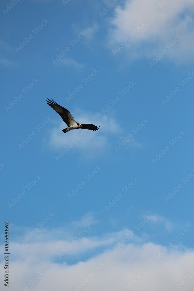 Osprey in Flight Through the Sky 