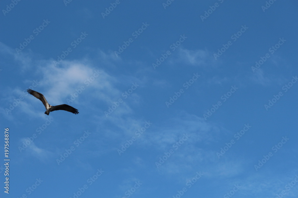 Osprey in Flight Through the Sky Osprey in Flight Through the Sky