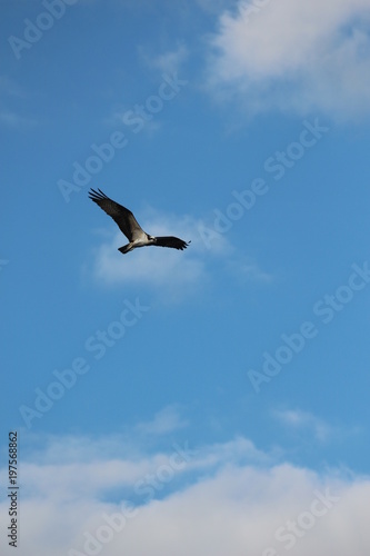 Osprey in Flight Through the Sky  © LifeGemz