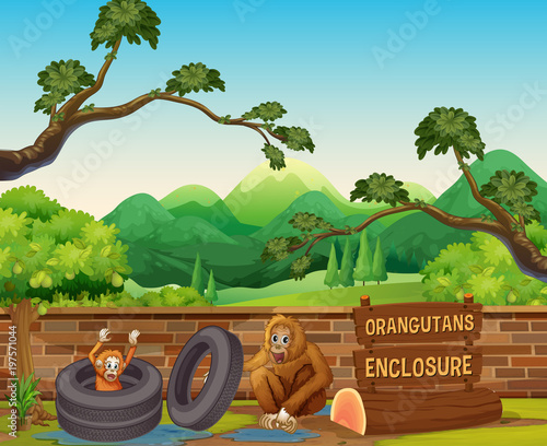 Two orangutans in the opened zoo