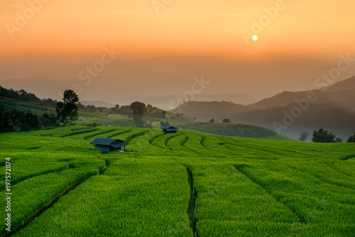 Beautiful sunset with Thai jasmine rice field paddy terrace is good quality grade A the popular food of Thailand.