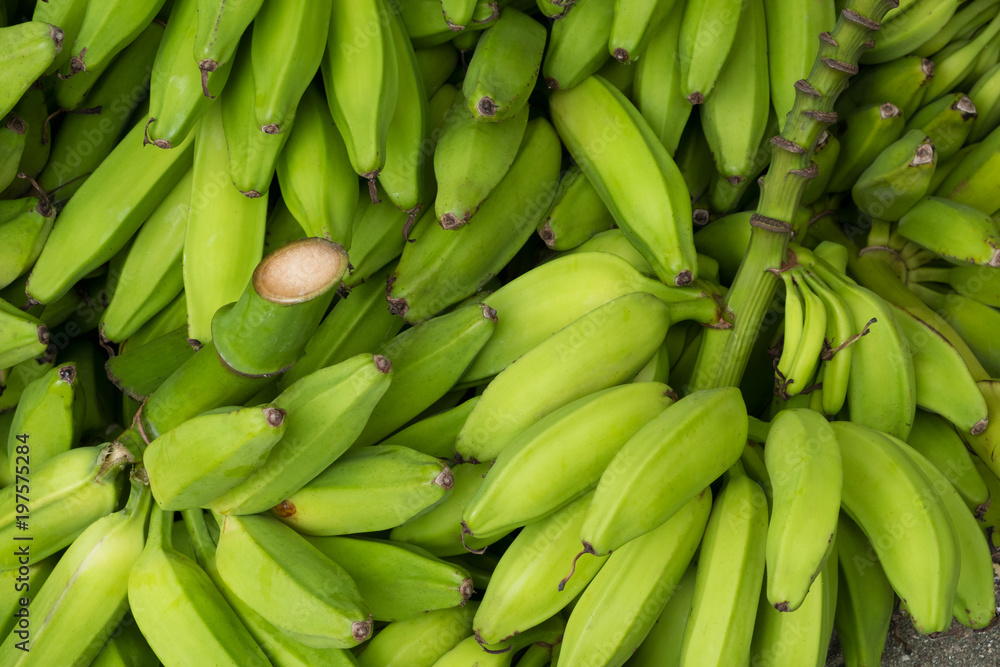 pile of green banana , cooking bananas or plantain