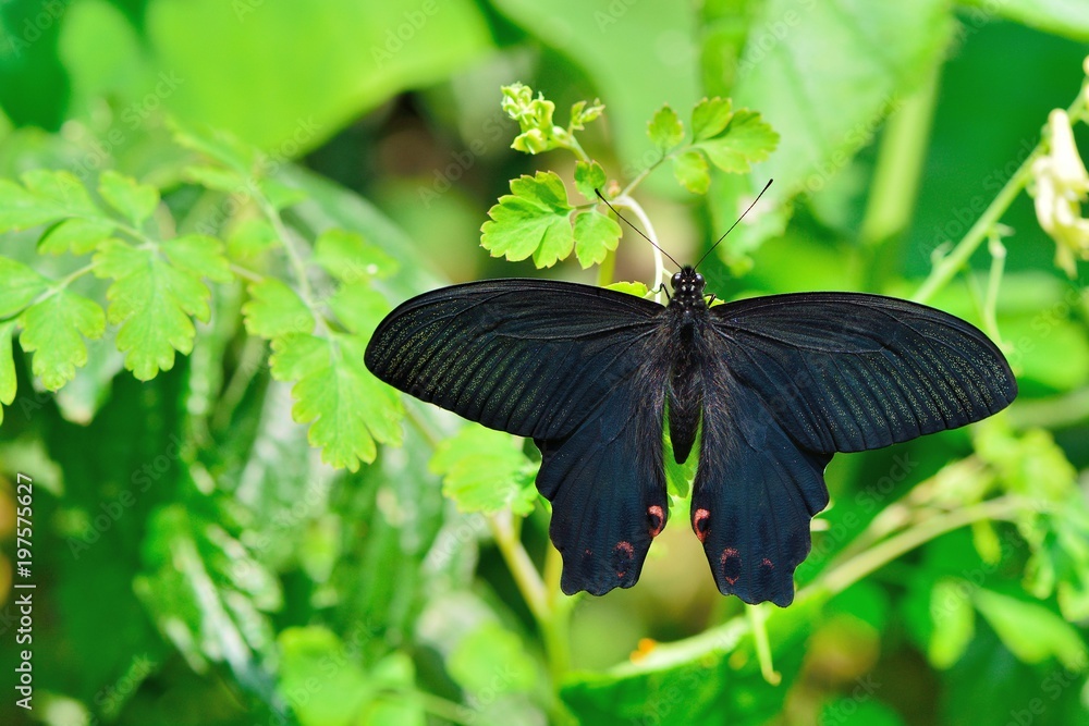 Naklejka premium Taiwan Butterfly (Papilio thaiwanus) 