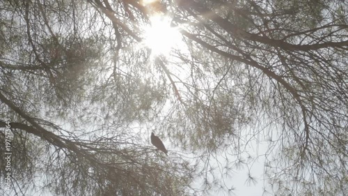Sunshine through the blowing on wind tree leaves and a pigeon on the branch. 