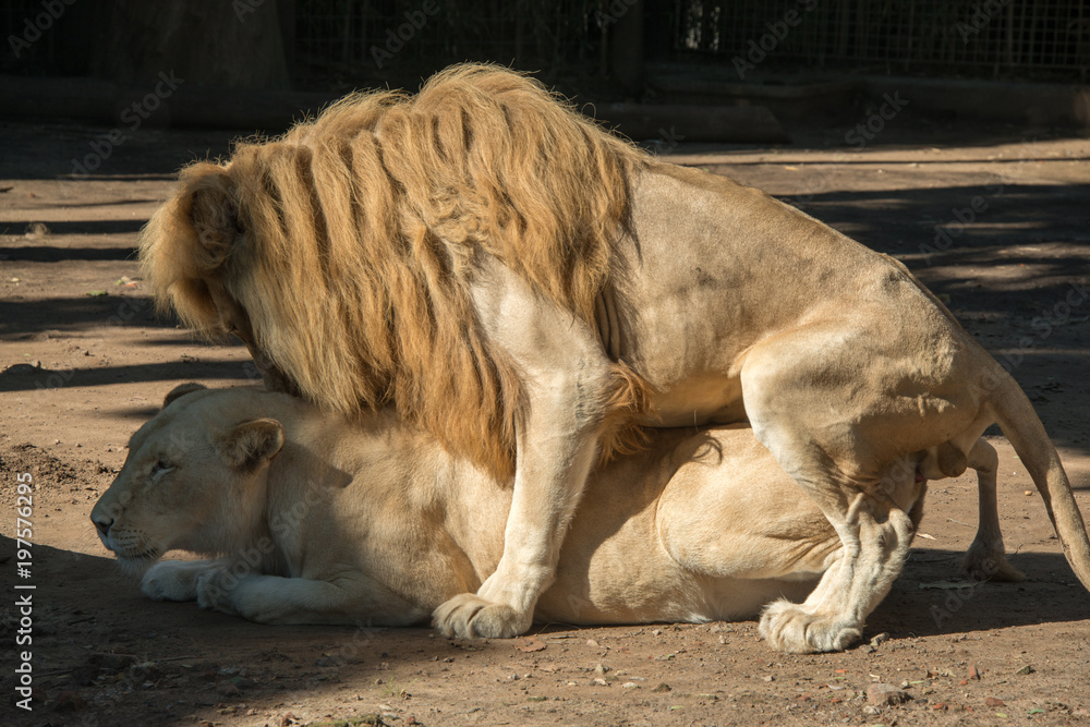 Fototapeta premium Lions mating
