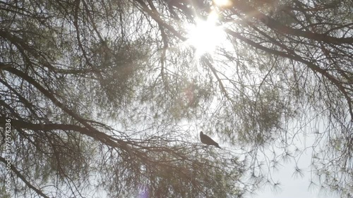 Sunshine through the blowing on wind tree leaves and a pigeon on the branch. 